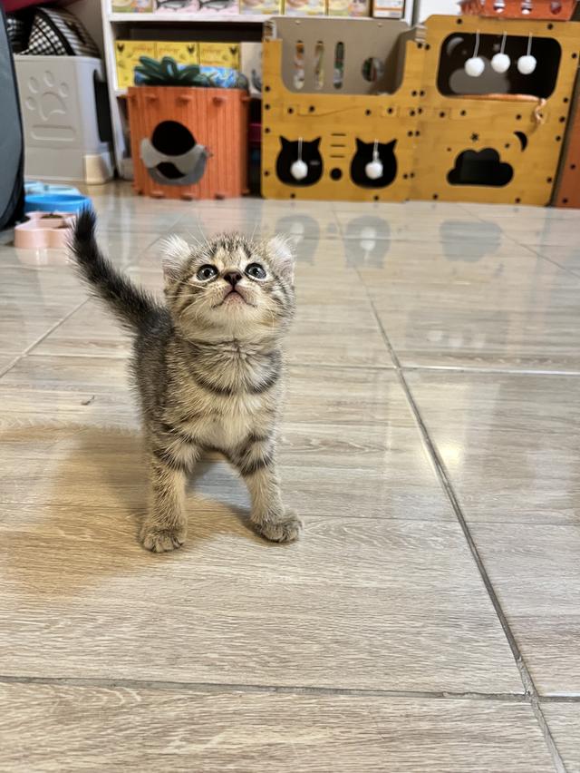 แมวหูบิน อเมริกันเคริล รูปที่ 2