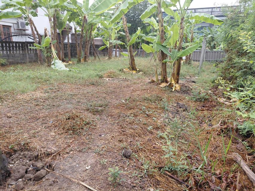 ที่ดิน 51 ตร.ว. บรมราชชนนี 74 เขตทวีวัฒนา กรุงเทพฯ 9