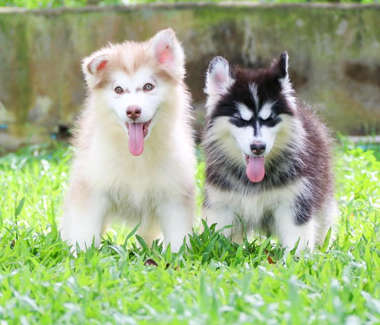 ไซบเรียนเชียงใหม่ราคาถูกมาก ผู้1 เมีย1  4