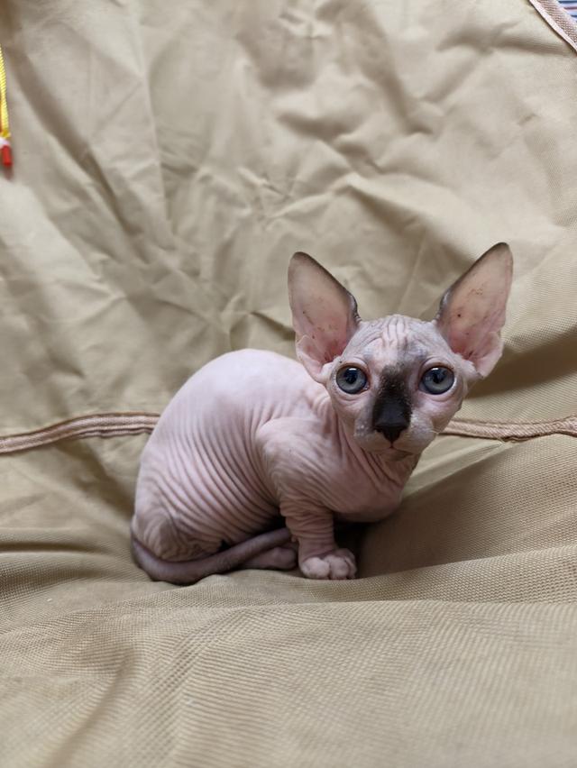ดญ.สฟิงซ์ขาสั้นsphynx รูปที่ 3
