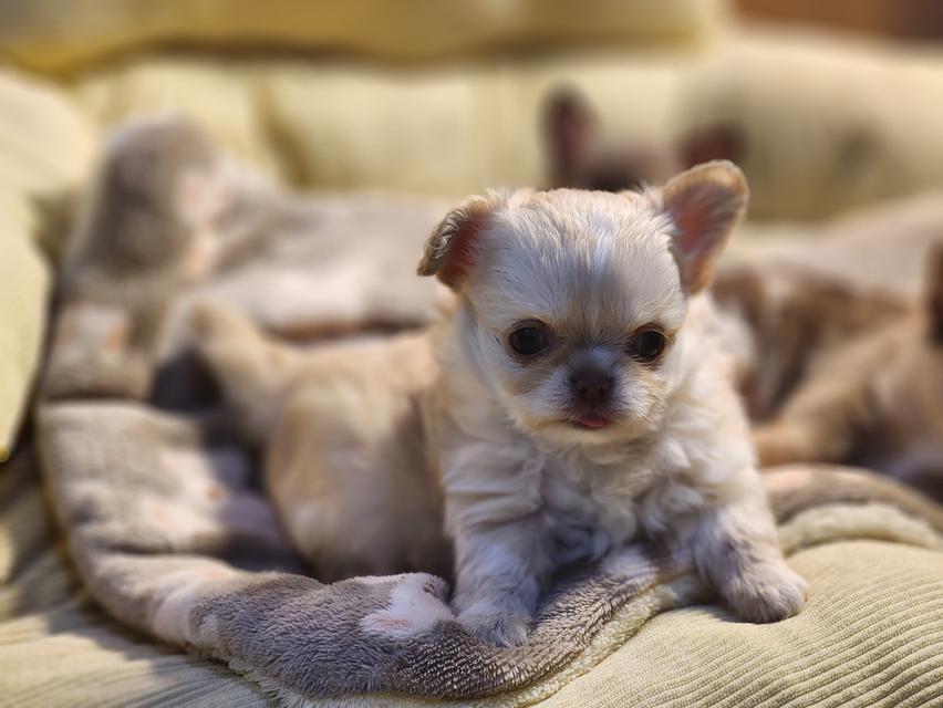 ชิวาวาขนสั้น ขนยาว ตาฟ้า ดูแลง่าย ขี้อ้อนมากๆค่ะ สุขภาพร่างกายแข็งแรง รูปที่ 1