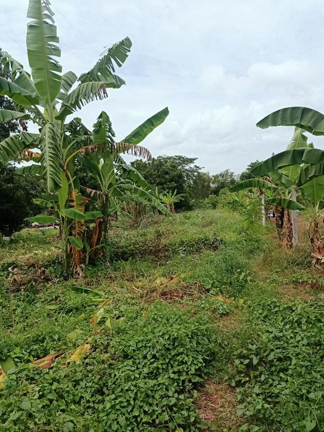 ขายที่ดินเปล่าติดถนน4เลน 12