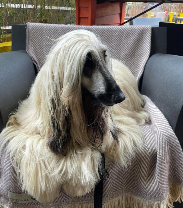 ปล่อยด่วนสุนัข Afghan Hound 3