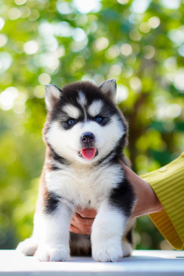 Buy a husky puppy in Thailand รูปย่อยที่ 4