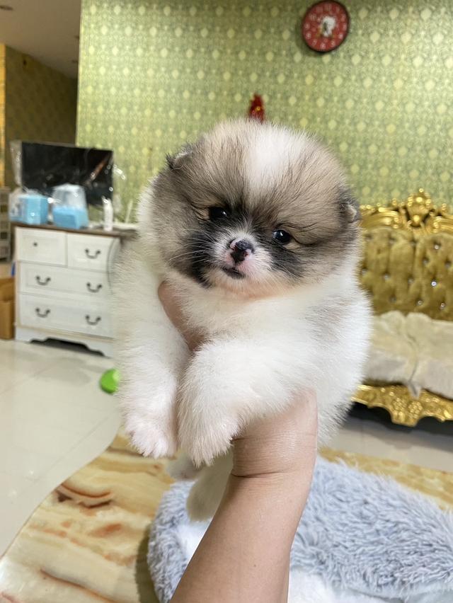 ลูกปอมแท้ แข็งแเรง สุขภาพดี สดใส ขี้เล่น มาดูตัวจริงได้นะคะ รูปที่ 6