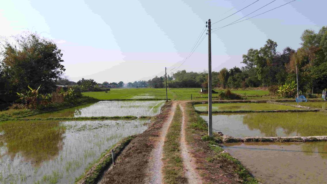  ที่นา 3-3-22.1 ไร่ (ถนนสาธารณะไฟฟ้าและประปา ห่างเทศบาล 1 กิโล) 9
