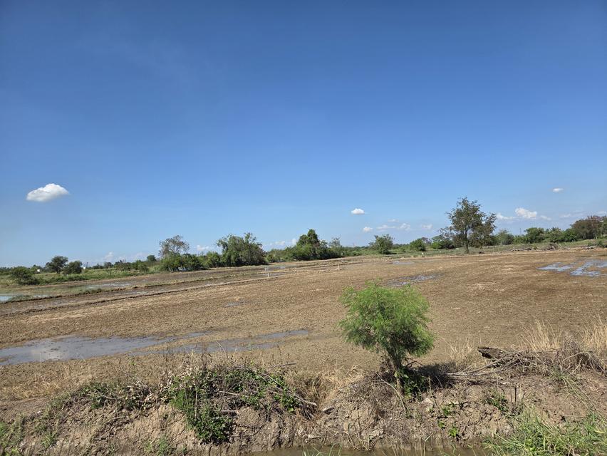 ที่ดิน อ.ภาชี จ.อยุธยา 8