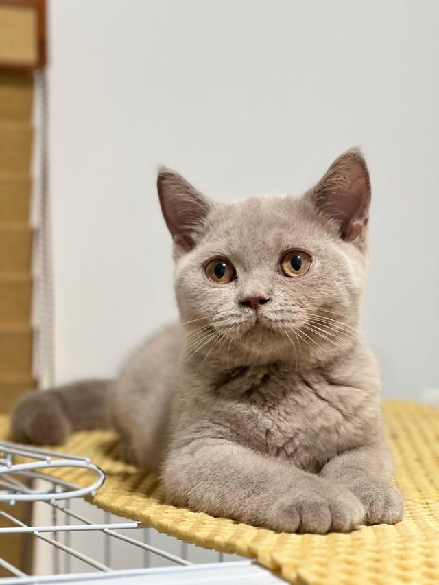 บริติช ช็อตแฮร์ เพศเมีย  4