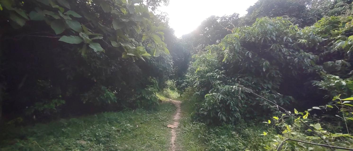 ที่สวน1ไร่2งาน73ตรว 320,000 ที่สวยมากเป็นสวนมีต้นสักใหญ่มากๆหลายต้น มีต้นลำไยสิบกว่าต้น กำลังให้ผลผลิตเยอะมาก มีต้นไผ่ มีต้นก้ามปู มีต้นงิ้ว ท 6