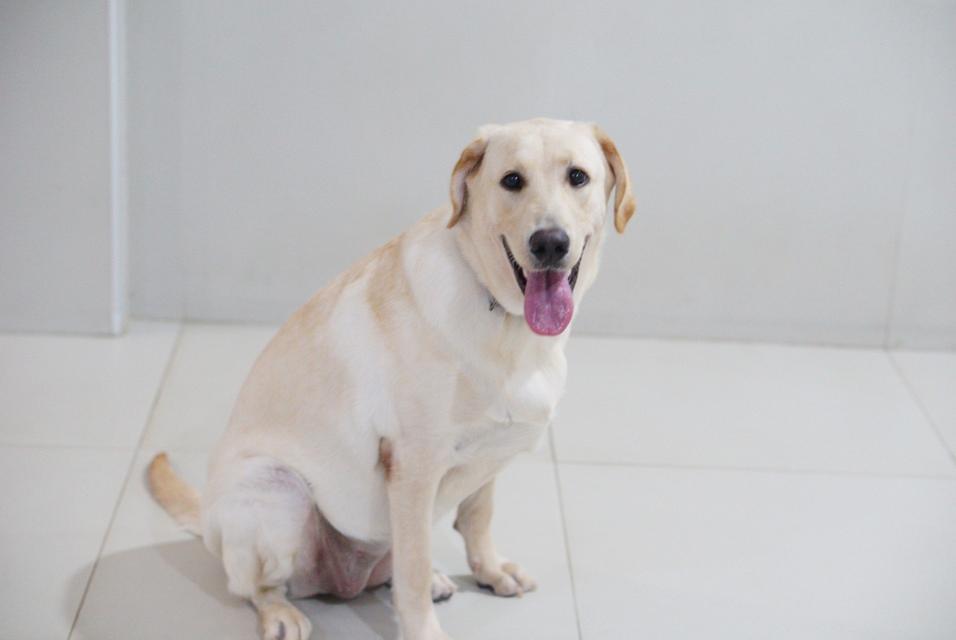 น้องแฮปปี้ พันธุ์ลาบาดอว์1ปี 2