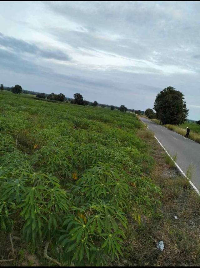 ขายที่ดิน 5