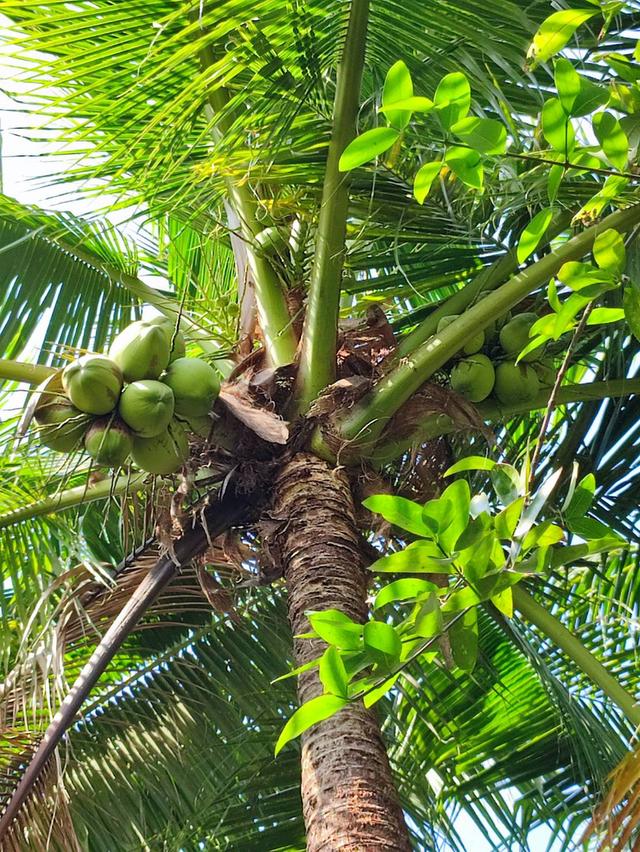 ขายที่ดิน บ้านและสวนมะพร้าว 10