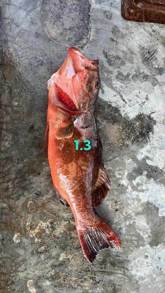 ปลาเก๋าแดง ราคาถูก 3