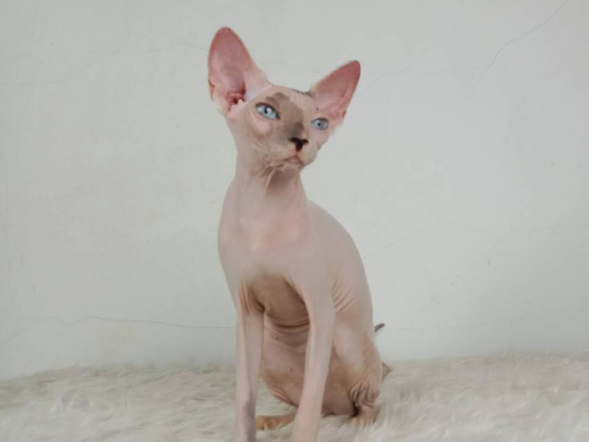 18.แมวสฟิงซ์/เพศเมีย หาบ้าน Sphynx Cat/Female looking for a new home 5