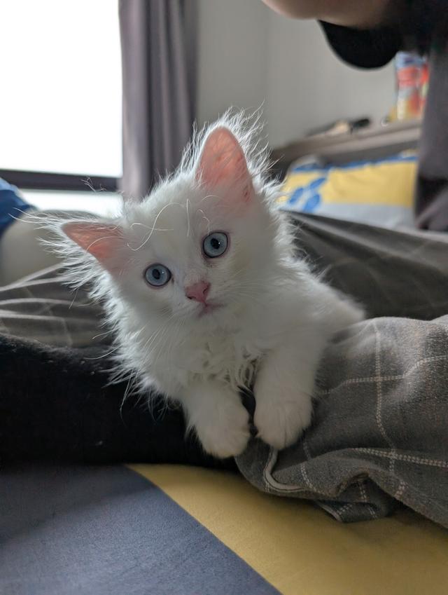 Doll face Persian
