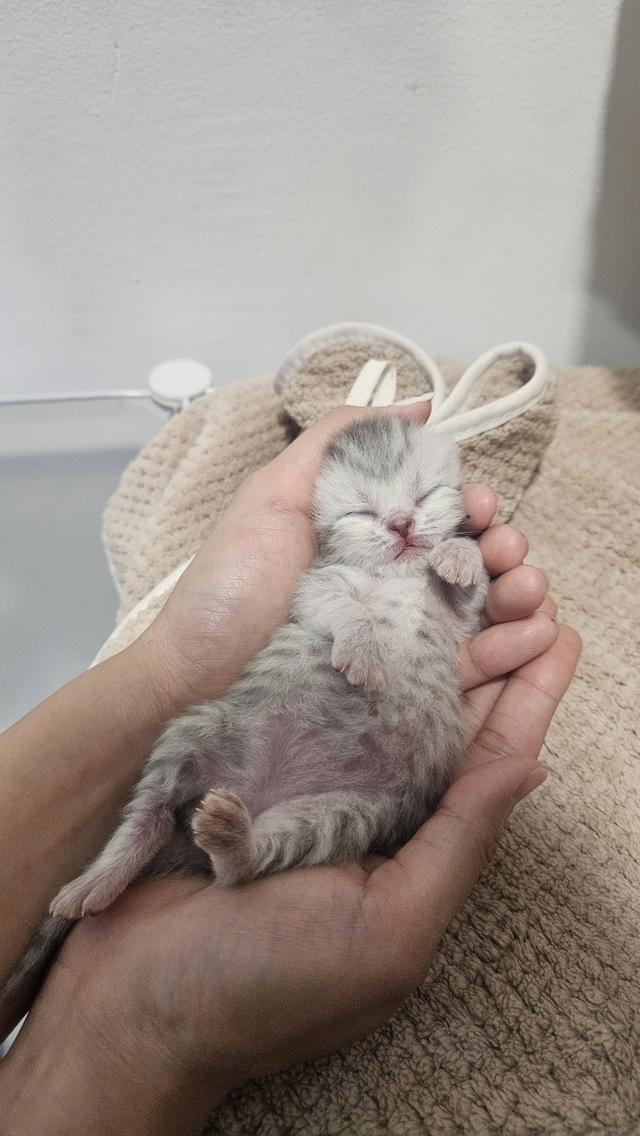 Scottish Fold สก็อตติชโฟลด์ แท้ 12