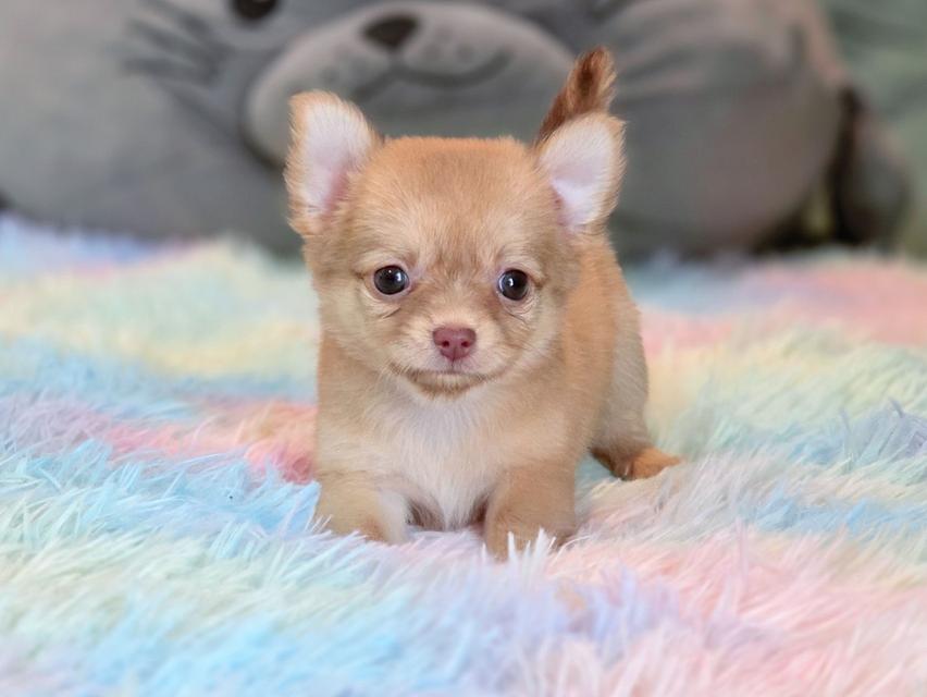 ชิวาวาแท้ขนยาว เพศเมีย รูปย่อยที่ 4