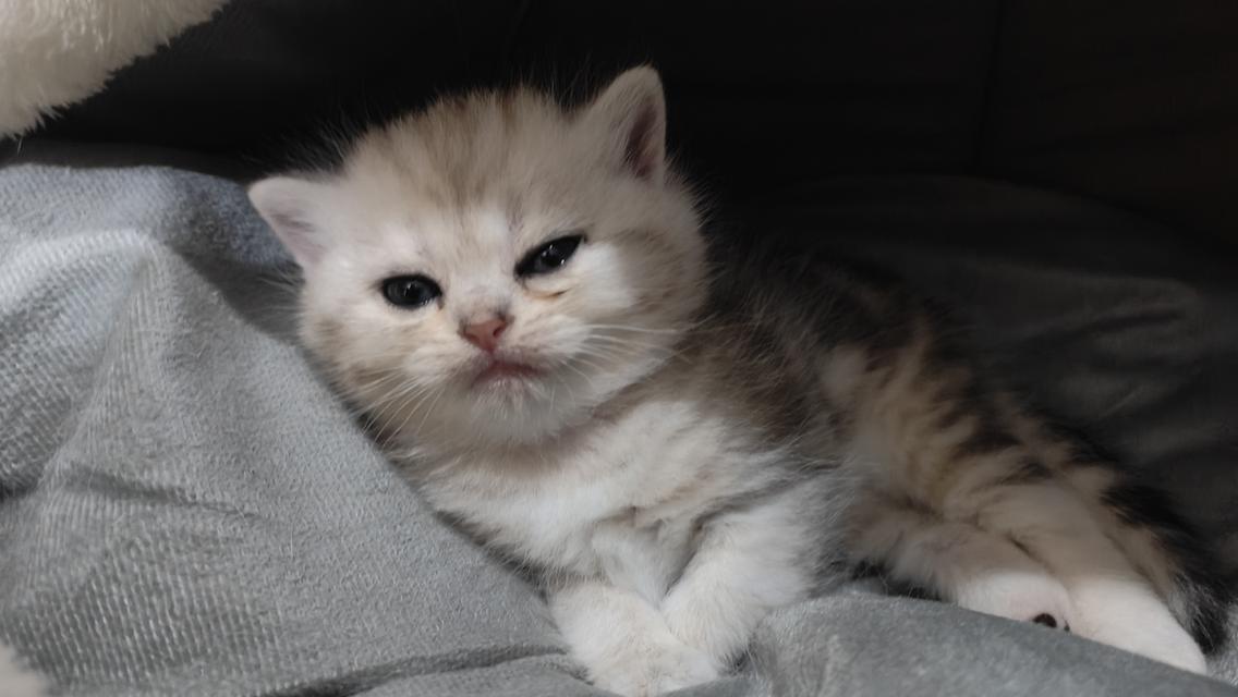 Scottish Fold (girl) 6