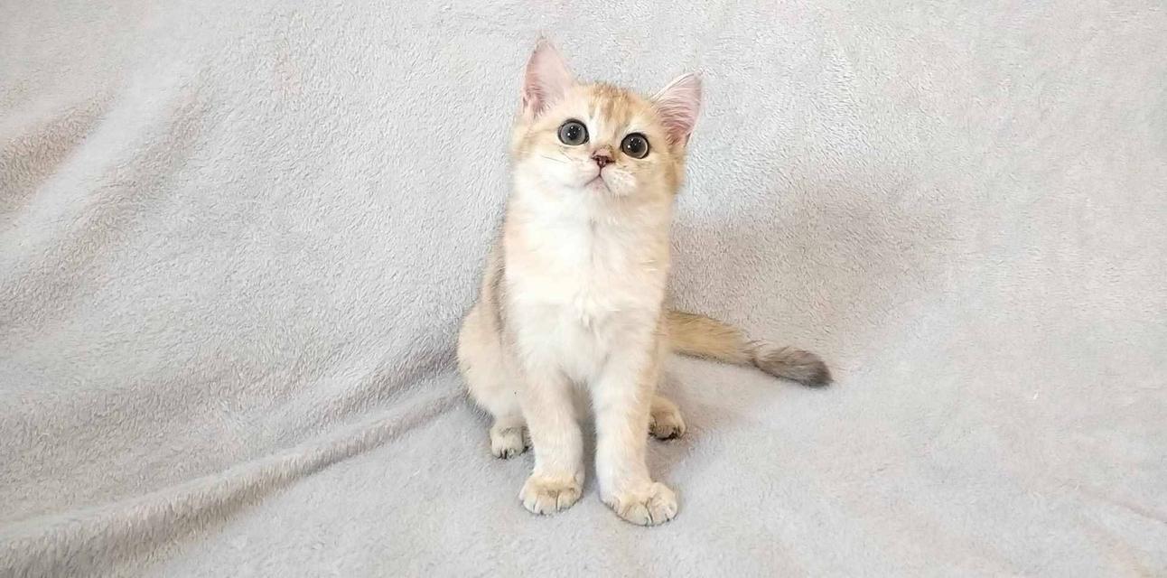 British Shorthair  13