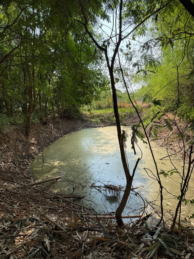 ที่ดินเปล่าภูเขียว 6 ไร่ 11