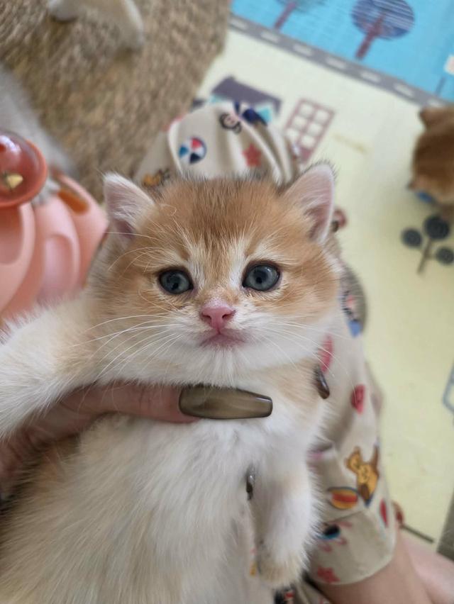 น้องแมวบริติช ช็อตแฮร์ รูปที่ 6