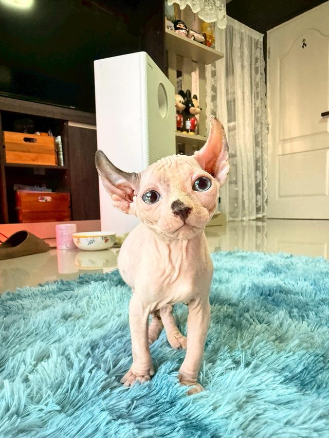 แมว สฟิงซ์ เพศ เมีย พร้อมย้ายบ้าน