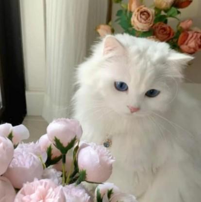 แมว เปอร์เซีย สีขาว น่ารัก 1