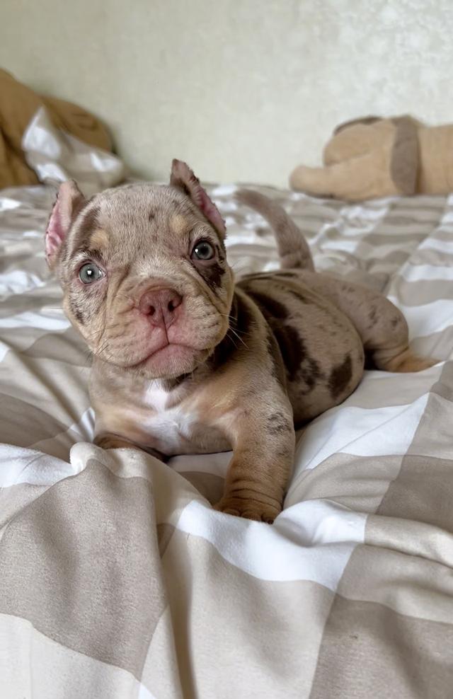American Bully Exotic