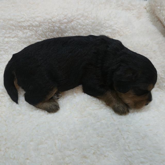 สุนัขบีเกิ้ลผสมพุดเดิ้ล 2