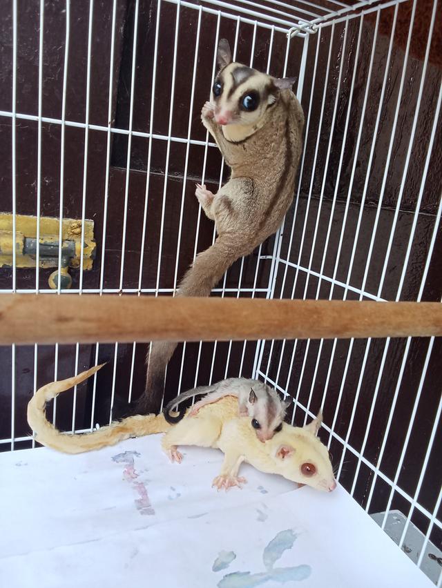 ชูการ์ไรเดอร์ 3ตัว พร้อมกรงอุปกรณ์ รูปที่ 3