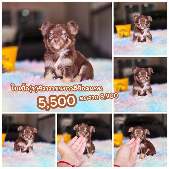 Chihuahua ชิวาวาขนยาวสีช็อคไซส์ทีคัพ