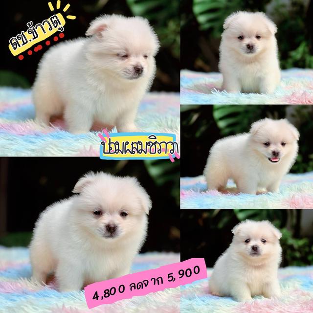 ชิวาวาผสมปอม สีขาวและครีม 2