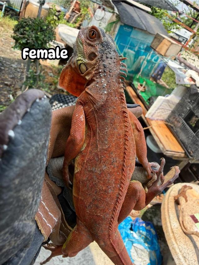 Red Hypo Iguana อีกัวน่าแดง
