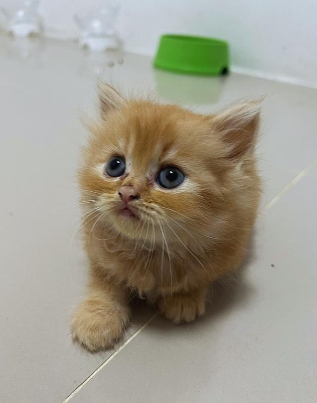 แมวเปอร์เซียแท้ หน้าตุ๊กตา