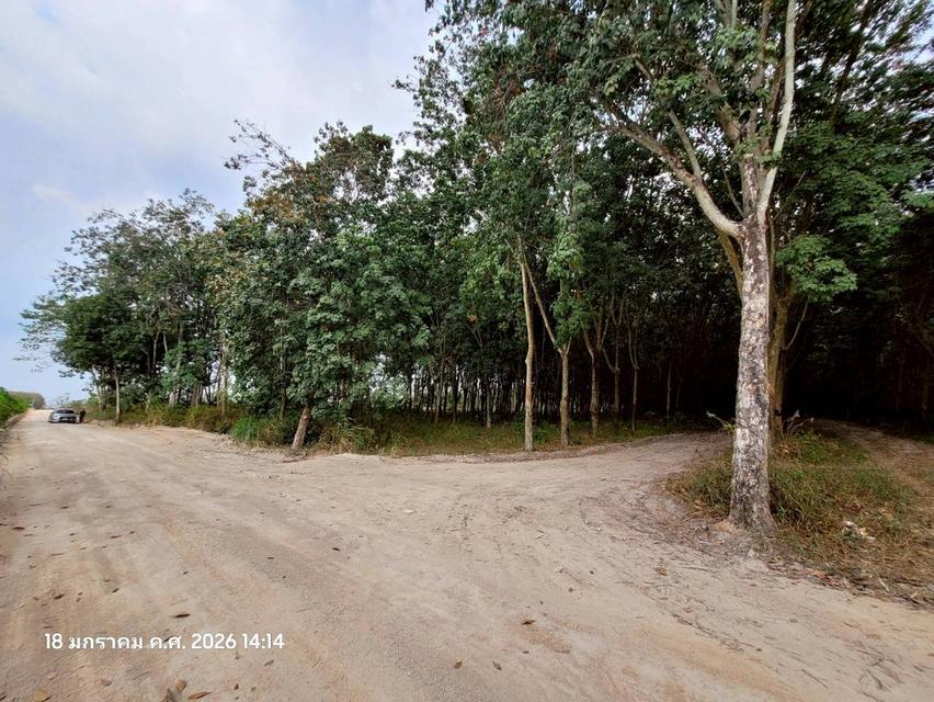 🔥 ขายที่ดินสวนยาง แปลงสี่เหลี่ยมสวย ปลวกแดง ระยอง ทำเลทอง EEC ใกล้นิคมฯ เหมาะเก็งกำไรหรือทำจัดสรร 🔥 8