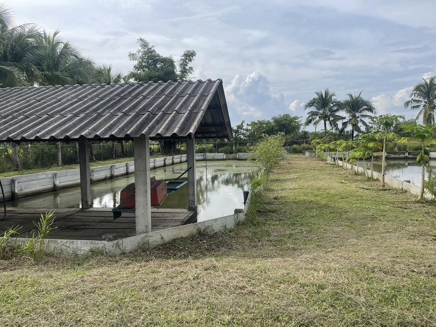 🏡ขายที่ดินพร้อมบ้านสวน พร้อมเข้าอยู่ 👩‍🌾👨‍🌾  📍ตำบล สง่าบ้าน อำเภอดอยสะเก็ด จังหวัดเชียงใหม่ 14