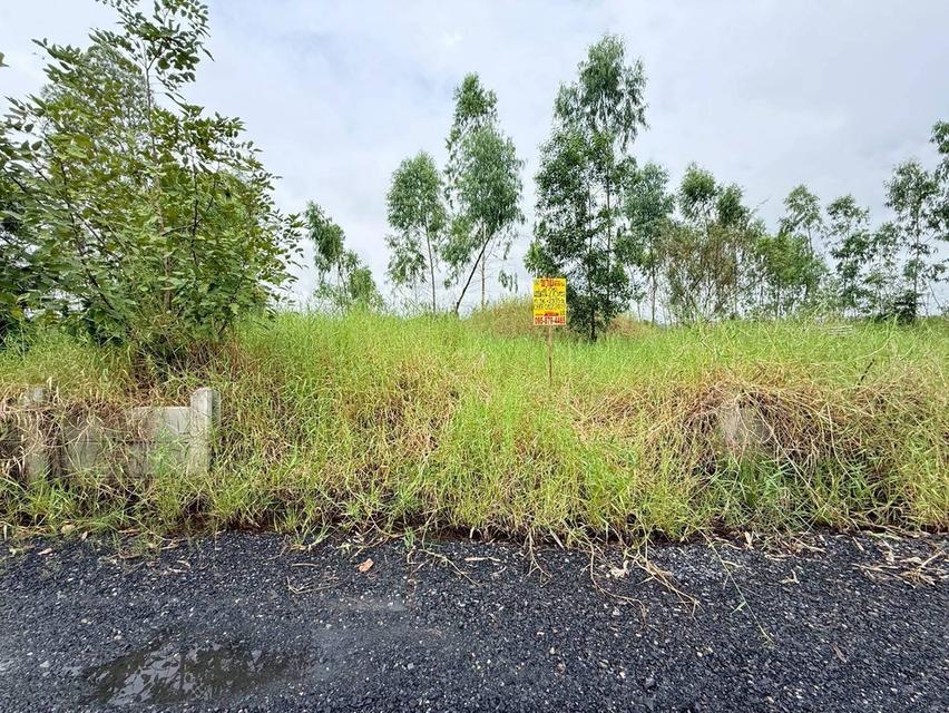 Vายที่ดินใกล้เวิร์คพอยท์ 218 ตารางวา ถมสูงทั้งแปลง ถนนเลียบคลองเปรม  อ.เมืองปทุมธานี จ.ปทุมธานี 10