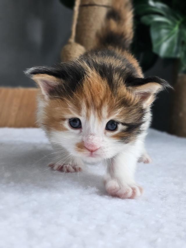 ลูกแมวเมนคูน แท้