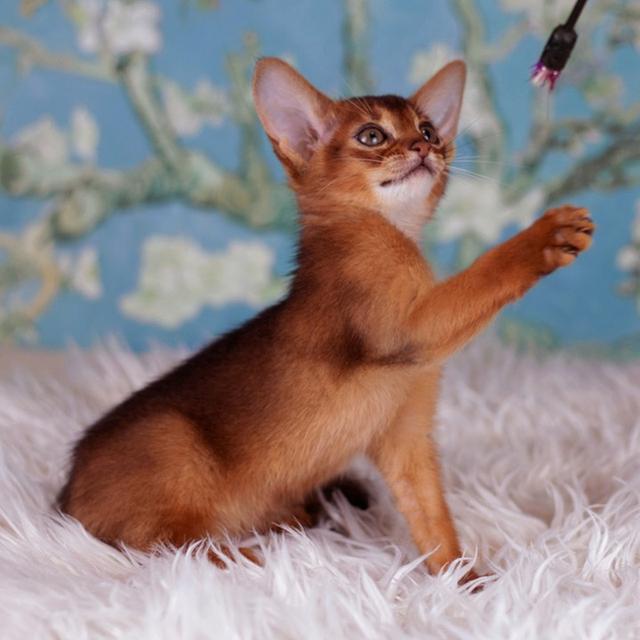 Abyssinian Kittens  WhatsApp me : +66 63 826 3042 รูปที่ 7