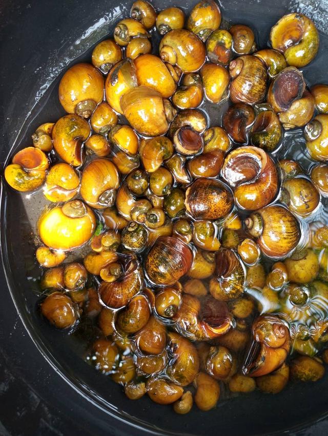 แม่พันธุ์หอยเชอี่สีทองมงคล รูปที่ 3