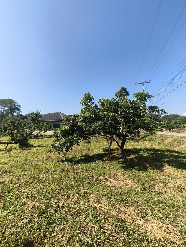 ขายที่ดิน เชียงใหม่ แม่แตง พื้นที่ชุมชน 8