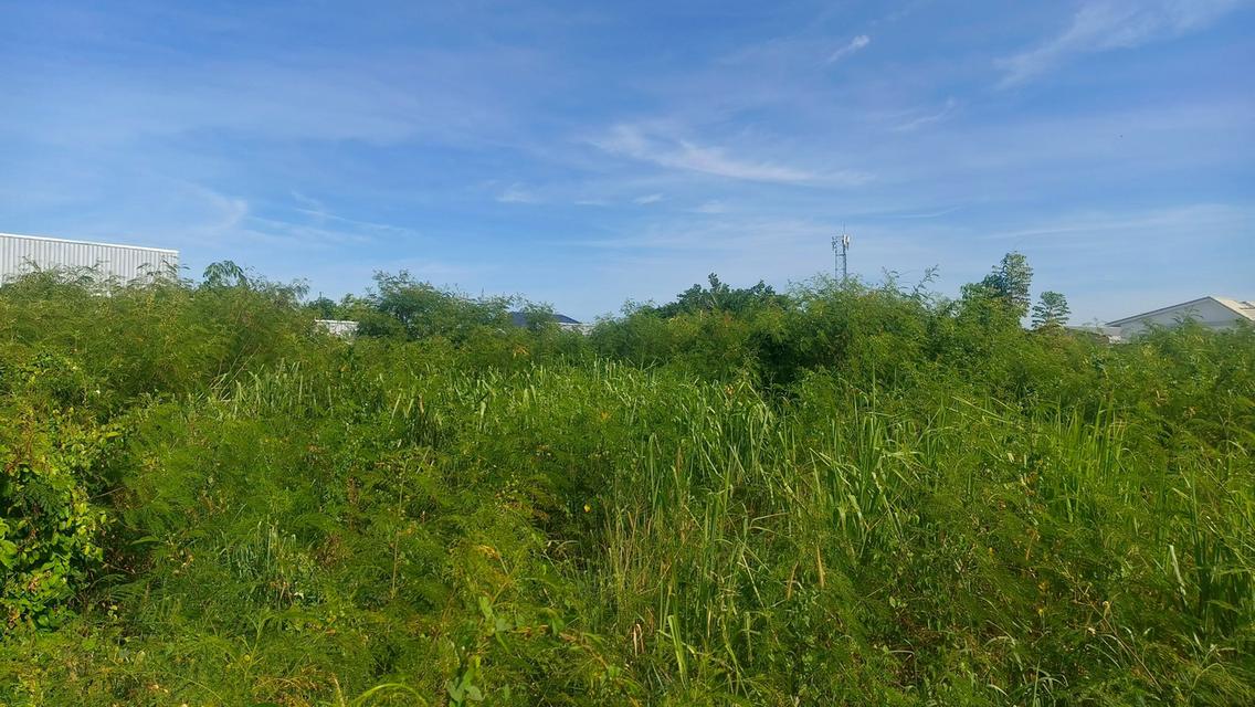ที่ดินเปล่า หนองตำลึง จ.ชลบุรี 4