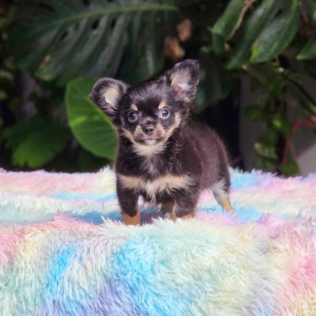 ชิวาวาแท้ขนยาว สีแบล็คแทน ผู้ พิกัดรามอินทรา 2