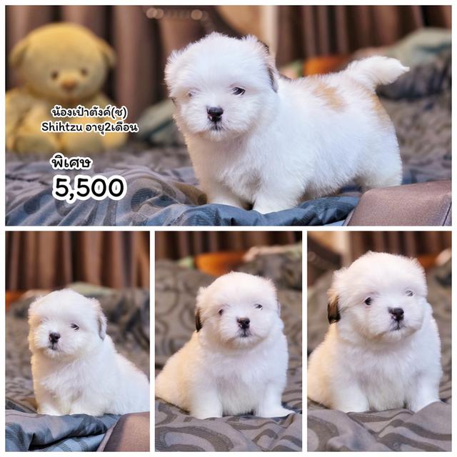 Shihtzuหนุ่มหล่อน้องเป๋าตัง
