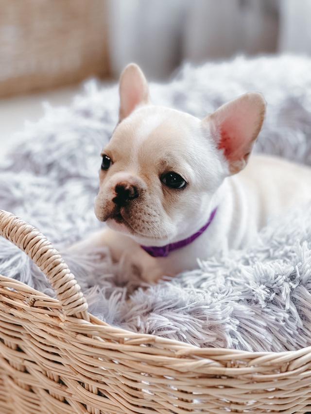 French Bulldog สายเลือดแชมป์ 4