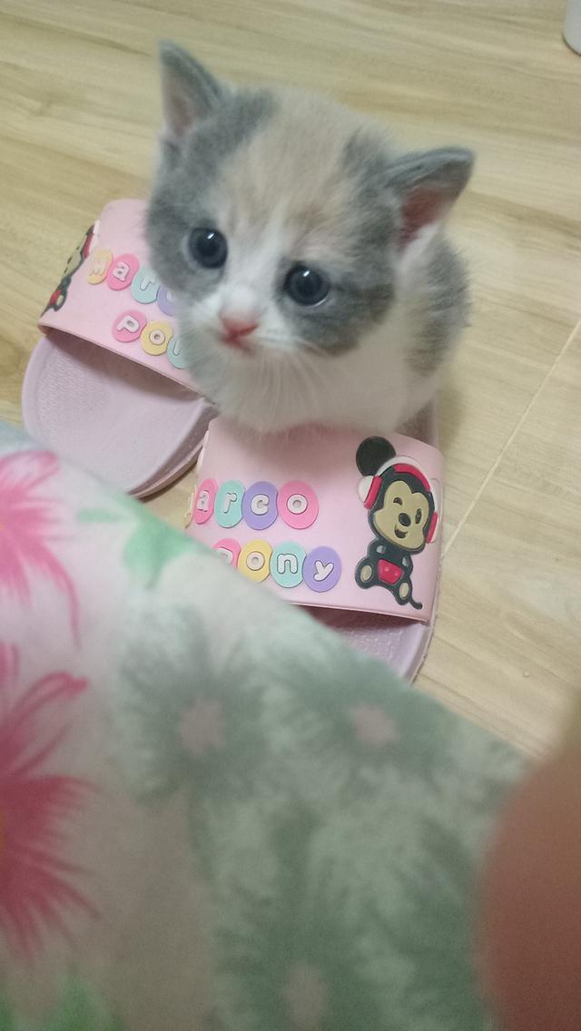 ลูกแมวบริติช