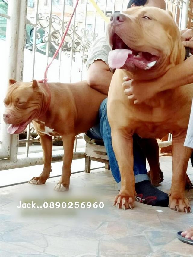 รับจับสุนัขผสมพันธ์ทุกสายพันธ์ 8