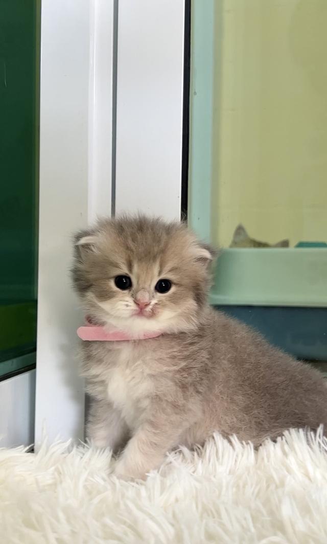 เด็กหญิงบริติช ช็อตแฮร์ (ay)