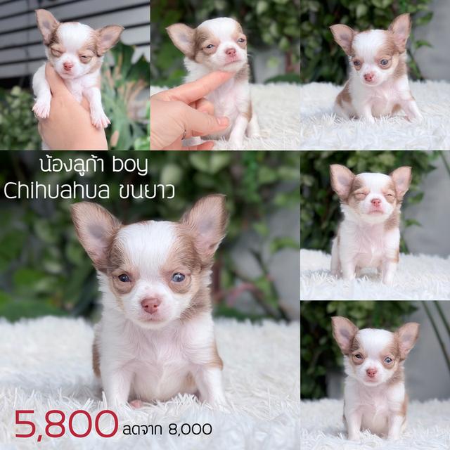 ชิวาวาแท้ ขนยาว พร้อมย้ายบ้าน รูปที่ 6