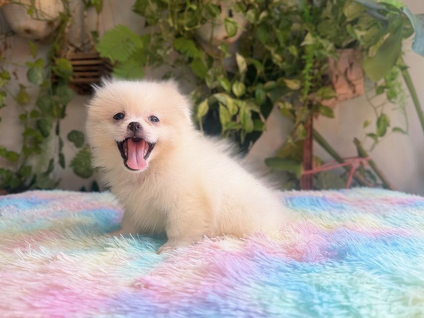 ปอมผสมชิวาวาสีขาวครีมเพศเมียพิกัดรามอินทรา 10